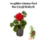 Kadınlar Gününe Özel Kokulu Kırmızı Renk Sardunya Çiçeği Buz Çiçeği Hediyeli, BTS001NU012