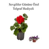 Kadınlar Gününe Özel Kokulu Kırmızı Renk Sardunya Çiçeği Telgraf Hediyeli, SRD30012025BYB752