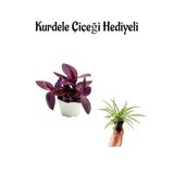 Kadınlar Gününe Özel Mor Telgraf- Kara Sevda Çiçeği Kurdele Çiçeği Hediyeli