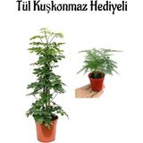 Kadınlar Gününe Özel Parlak Yapraklı Yeşil Şeflera Bitkisi +Tül Kuşkonmaz