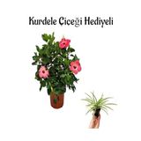 Kadınlar Gününe Özel Pembe Japon Gülü(Hibiscus Rosa) Kurdele Çiçeği Hediyeli