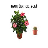 Kadınlar Gününe Özel Pembe Renk Japon Gülü Çiçeği Kaktüs Hediyeli, SRD30012025BYB899