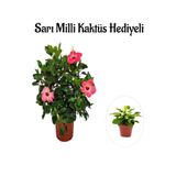 Kadınlar Gününe Özel Pembe Renk Japon Gülü Çiçeği Sarı Milli Hediyeli, BTS001NA0313