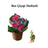 Kadınlar Gününe Özel Pembe Renk Kalanşo-Emel Hanım Buz Çiçeği Hediyeli, BTS001NU080212
