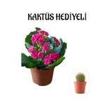 Kadınlar Gününe Özel Pembe Renk Kalanşo-Emel Hanım Çiçeği Kaktüs Hediyeli