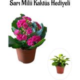 Kadınlar Gününe Özel Pembe Renk Kalanşo-Emel Hanım Çiçeği Sarı Milii Hediyeli