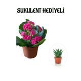 Kadınlar Gününe Özel Pembe Renk Kalanşo-Emel Hanım Çiçeği Sukulent Hediyeli