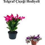 Kadınlar Gününe Özel Pembe Renk Yılbaşı Çiçeği-Kaktüsü Telgraf Hediyeli