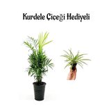 Kadınlar Gününe Özel Şamador Dağ Palmiyesi Bitkisi Kurdele Çiçeği Hediyeli