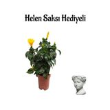 Kadınlar Gününe Özel Sarı Renk Japon Gülü(Hibiscus Rosa) Helen Saksı Hediyeli