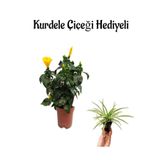Kadınlar Gününe Özel Sarı Renk Japon Gülü(Hibiscus Rosa) Kurdele Çiçeği Hediyeli