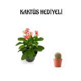 Kadınlar Gününe Özel Sarı Renk Kalanşo-Emel Hanım Çiçeği Kaktüs Hediyeli, BTS001NA2904