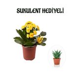 Kadınlar Gününe Özel Sarı Renk Kalanşo-Emel Hanım Çiçeği Sukulent Hediyeli