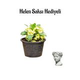Kadınlar Gününe Özel Sarı Renk Milii Dikenler Tacı Çiçeği Helen Saksı Hediyeli