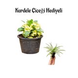 Kadınlar Gününe Özel Sarı Renk Milii Dikenler Tacı Çiçeği Kurdele Çiçeği Hediyeli, BTS001NA2208