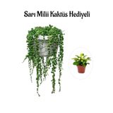 Kadınlar Gününe Özel Tespih| Boncuk| Bezelya Çiçeği Bitkisi Sarı Milli Hediyeli, SRD30012025BYB642