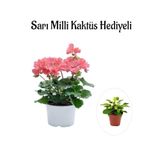 Kadınlar Gününe Özel Toz Pembe Sardunya Çiçeği Sarı Milli Kaktüs Hediyeli, BTS001NA0331