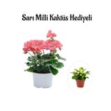 Kadınlar Gününe Özel Toz Pembe Sardunya Çiçeği Sarı Milli Kaktüs Hediyeli, SRD30012025BYB838