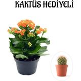 Kadınlar Gününe Özel Turuncu Renk Kalanşo-Emel Hanım Çiçeği Kaktüs Hediyeli