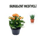 Kadınlar Gününe Özel Turuncu Renk Kalanşo-Emel Hanım Çiçeği Sukulent Hediyeli