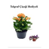Kadınlar Gününe Özel Turuncu Renk Kalanşo-Emel Hanım Çiçeği Telgraf Hediyeli, BTS001NU020246