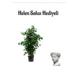 Kadınlar Gününe Özel Yeşil Benjamin Salon Bitkisi Helen Saksı