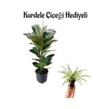 Kadınlar Gününe Özel Yeşil Parlak Yapraklı Kauçuk Bitkisi Kurdele Çiçeği Hediyeli, BTS001NA2235