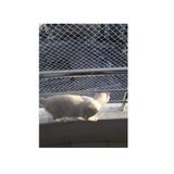 Kadir Tarım 2 x 1 Metre 1 mm Kedi Koruma Güvenlik Balkon Filesi