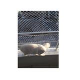 Kadir Tarım 2 x 10 Metre Kedi Koruma Filesi Kedi Filesi Balkon Filesi 1 mm Kedi Güvenlik Filesi