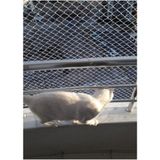 Kadir Tarım Kadirtarım 2 x 1 Metre Kedi Koruma Filesi Kedi Filesi Balkon Filesi 1 mm Kedi Güvenlik Filesi - Renkli