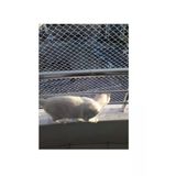 Kadirtarım 2 X 15 Metre Kedi Koruma Filesi Kedi Filesi Balkon Filesi 1 Mm Kedi Güvenlik Filesi
