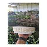 Kahire Dizayn Taş Orkide Bonsai Ve Aranjman Saksısı No 2