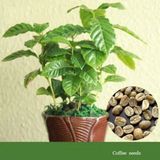 Kahve Ağacı Tohumu Çiçek Tohumu 5 Tohum + Saksı + Toprak +Hediye