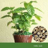 Kahve Ağacı Tohumu Çiçek Tohumu 5 Tohum +Spriz Hediye Tohum