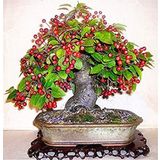 Kahve Bonzai Ağacı Tohumu 5 Adet Bonsai Ağacı Tohumu