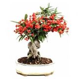 Kahve Bonzai Ağacı Tohumu 5 Tohum + Süpriz Hediye Bonsai Tohumu