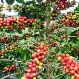 Kahve Fidanı (Arabica) 2 Yaş 10-15 Cm (4 Adet)