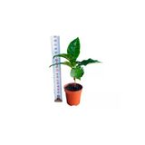 Kahve Fidanı Kahve Fidesi Kahve Ağacı Coffea Arabica Meyve Veren Cins 1Adet