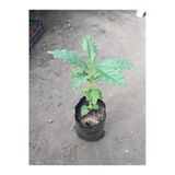Kahve Fidesi (Coffea Arabica) Kahve Bitkisi