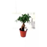 Kahverengi Saksıda Ficus Gignseng Bonsai 30-40 Cm