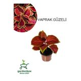 Kahverengi Yaprak Güzeli Çiçeği 1 Adet Kolyos (Coleus), SRD1322025BYB30