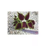 Kahverengi Yeşil Yaprak Güzeli Fidanı Canlı Çiçek 10-20 Cm