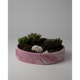 Kaju Creative Dekoratif Beton Çizgili Kase - Sukulent - Mini Kaktüs - Bonsai - Aranjman Kasesi - Büyük/Küçük
