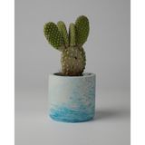 Kaju Creative Dekoratif Beton Saksı - Mini Sukulent - Kaktüs ve Sukulent Bitkileri 7x7cm Beton Renkli Saksı