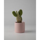 Kaju Creative Dekoratif Beton Saksı - Mini Sukulent - Kaktüs Ve Sukulent Bitkileri 7x7cm Pembe Renkli Saksı