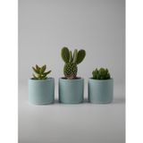 Kaju Creative Dekoratif Beton Saksı - Mini Sukulent - Kaktüs ve Sukulent Bitkileri için 7x7cm Beton Renkli Saksı