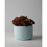 Kaju Creative Dekoratif Beton Saksı - Otantik Çiçek 8x10 0.25L Küçük Boy Saksı