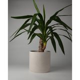 Kaju Creative Dekoratif Büyük Boy Beton Saksı - Silindir 4.5L - 20x18 CM