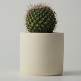 Kaju Creative Mini Sukulent Saksı - Krem