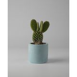 Kaju Creative Mini Sukulent Saksısı – Dekoratif Beton Saksı – – 7x7 cm | 3'lü Set ve Tekli - 1 Adet - Mavi